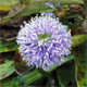 Globularia nudicaulis