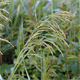 Glyceria maxima