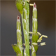 Glyceria notata