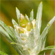 Omalotheca sylvatica