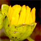 Guizotia abyssinica