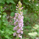 Gymnadenia conopsea