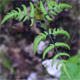 Gymnocarpium dryopteris
