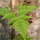 Gymnocarpium robertianum