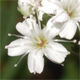 Gypsophila papillosa
