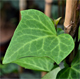Hedera algeriensis
