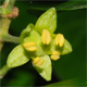 Hedera helix e.