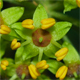 Hedera helix p.
