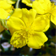 Helianthemum oelandicum a.