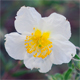Helianthemum apenninum