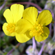 Helianthemum oelandicum i.