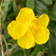 Helianthemum nummularium g.