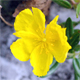 Helianthemum nummularium o.