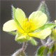 Helianthemum salicifolium