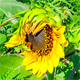 Helianthus annuus