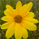 Helianthus tuberosus