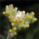 Helichrysum luteoalbum