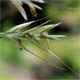 Helictochloa praeusta