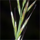 Avenula pubescens