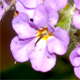 Heliotropium amplexicaule