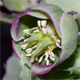 Helleborus foetidus