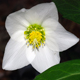 Helleborus niger
