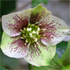 Helleborus orientalis