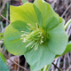 Helleborus viridis
