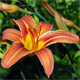 Hemerocallis fulva