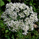 Heracleum sphondylium p.