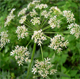 Heracleum sphondylium s.
