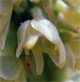 Herminium monorchis