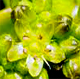 Herniaria glabra