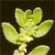 Herniaria hirsuta