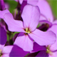 Hesperis matronalis
