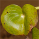 Heteranthera reniformis