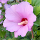 Hibiscus syriacus