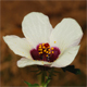 Hibiscus trionum