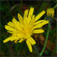 Hieracium bifidum