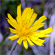 Hieracium dentatum