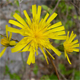 Hieracium murorum