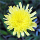 Pilosella officinarum