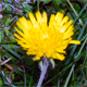 Hieracium pilosum