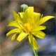 Hieracium porrifolium