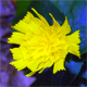 Hieracium racemosum