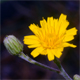 Hieracium sabaudum
