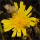Hieracium umbellatum