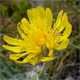Hieracium villosum