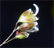 Anthoxanthum australe