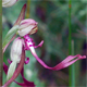 Himanthoglossum adriaticum